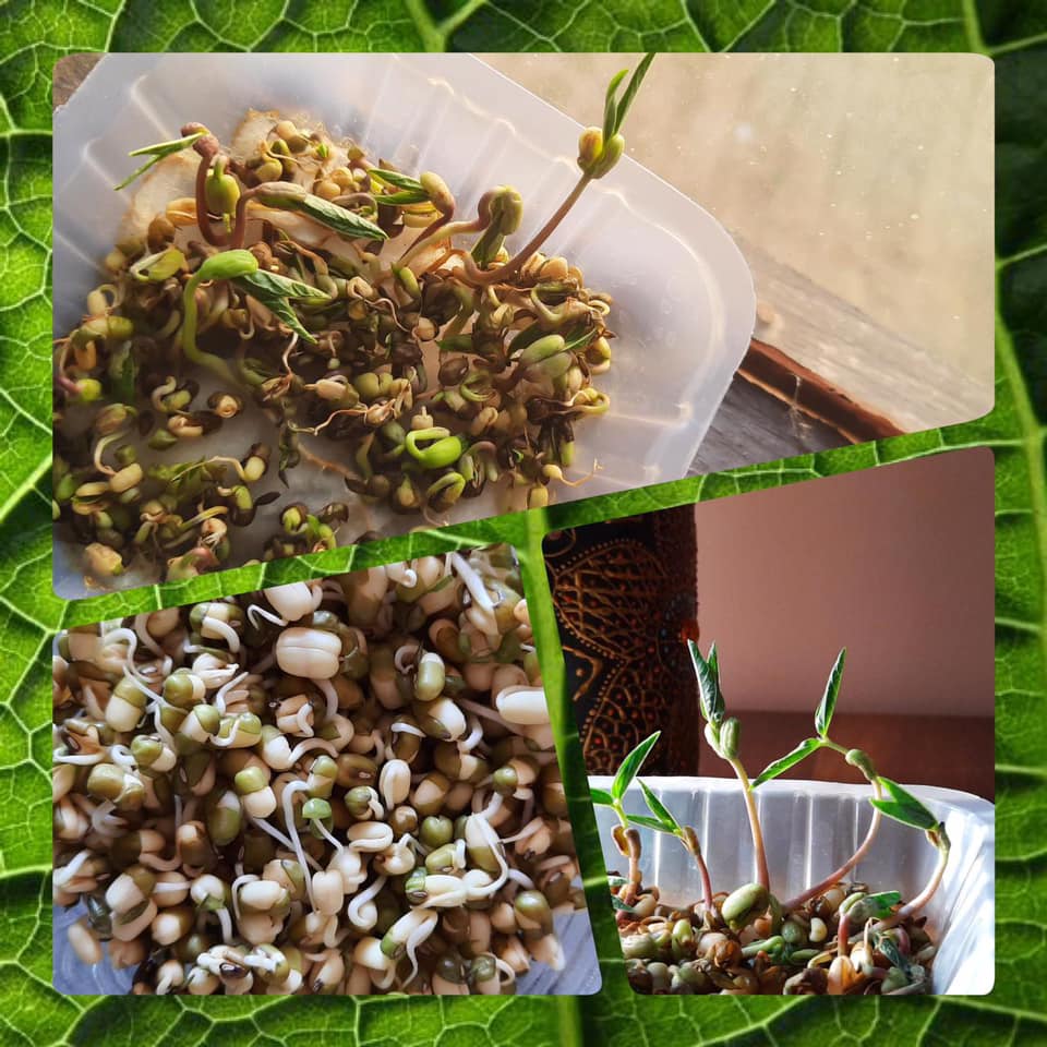 Seed Germination and Plant Growth